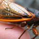 Image for article titled You won't believe how many cicadas are about to envelop the East Coast